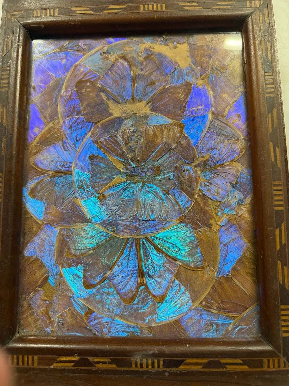 Vintage Brazilian Blue Morpho Butterfly Wing Serving Tray with Inlaid Wood Frame - Picture 2 of 9